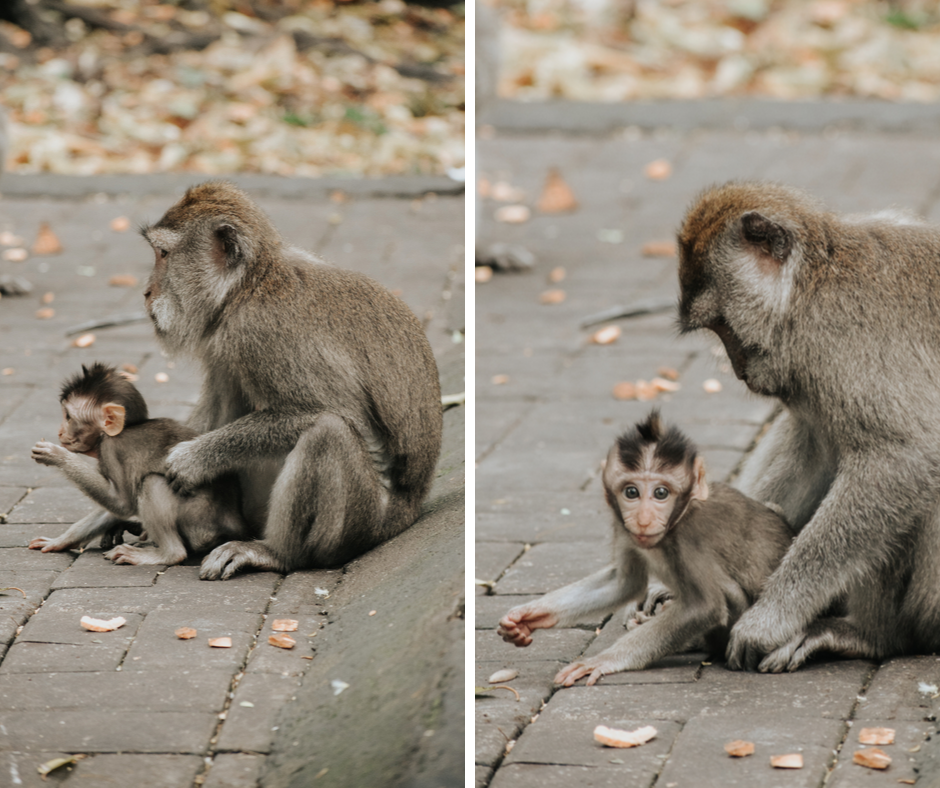 A monkey and her baby in the Monkey Forest in Ubud Bali 