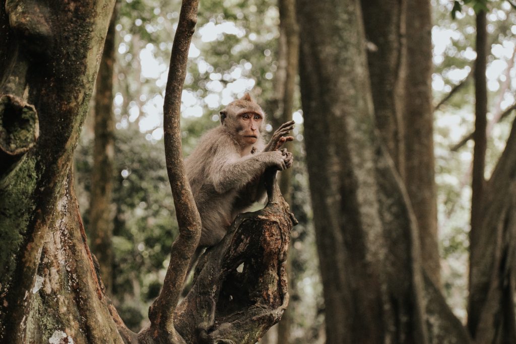 Monkeys in the Monkey Forest in Ubud Bali 