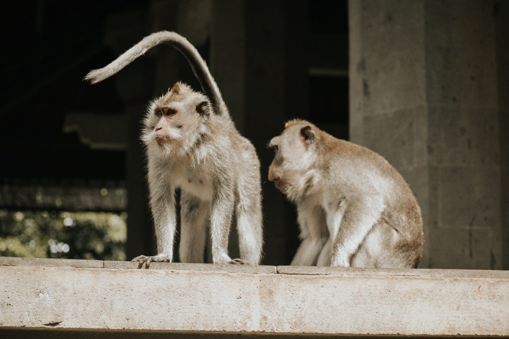 Monkeys in Ubud Bali 
