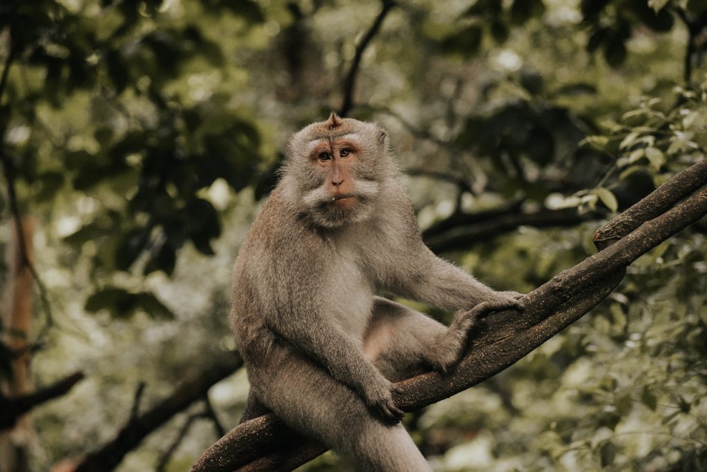 A monkey in the Monkey Forest in Ubud Bali 