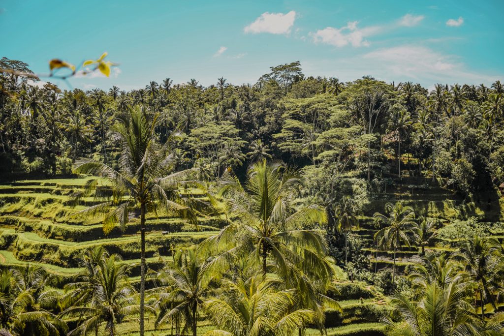 Annie MilTegalalang Rice Terrace in Ubud Bali