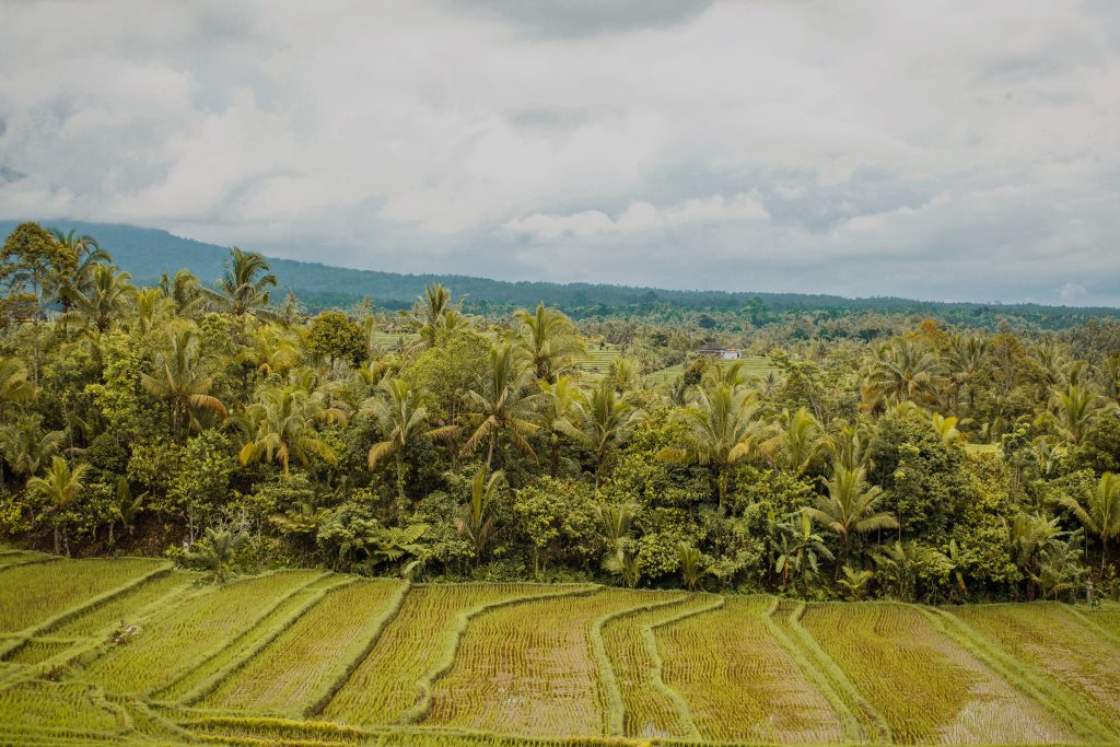 Rice patty fields outside Canggu