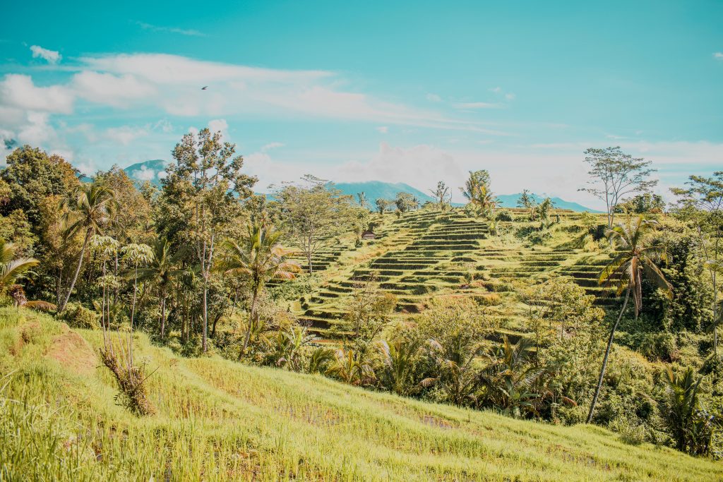 Jatiluwih Rice Terraces with Annie Miller