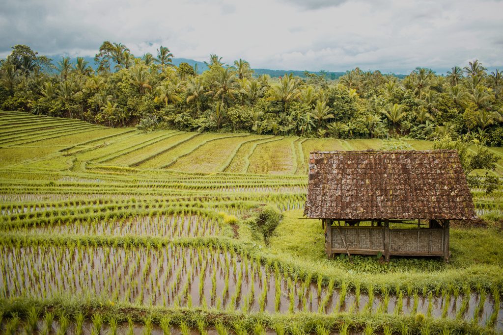 Rice patty fields on road trip outside Canggu
