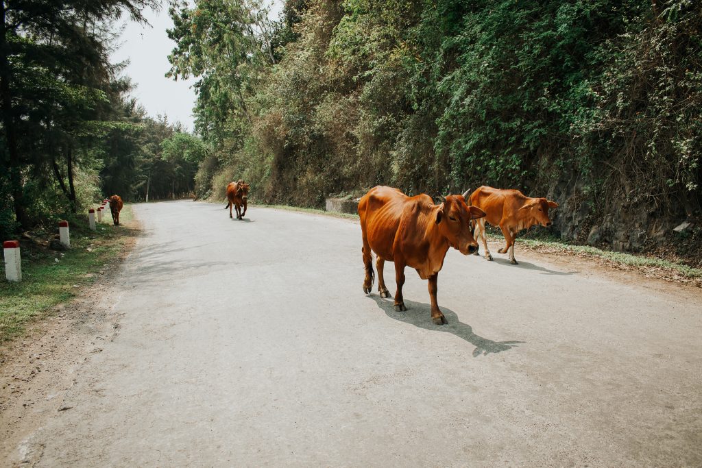 Photo of livestock on the road by Annie Miller