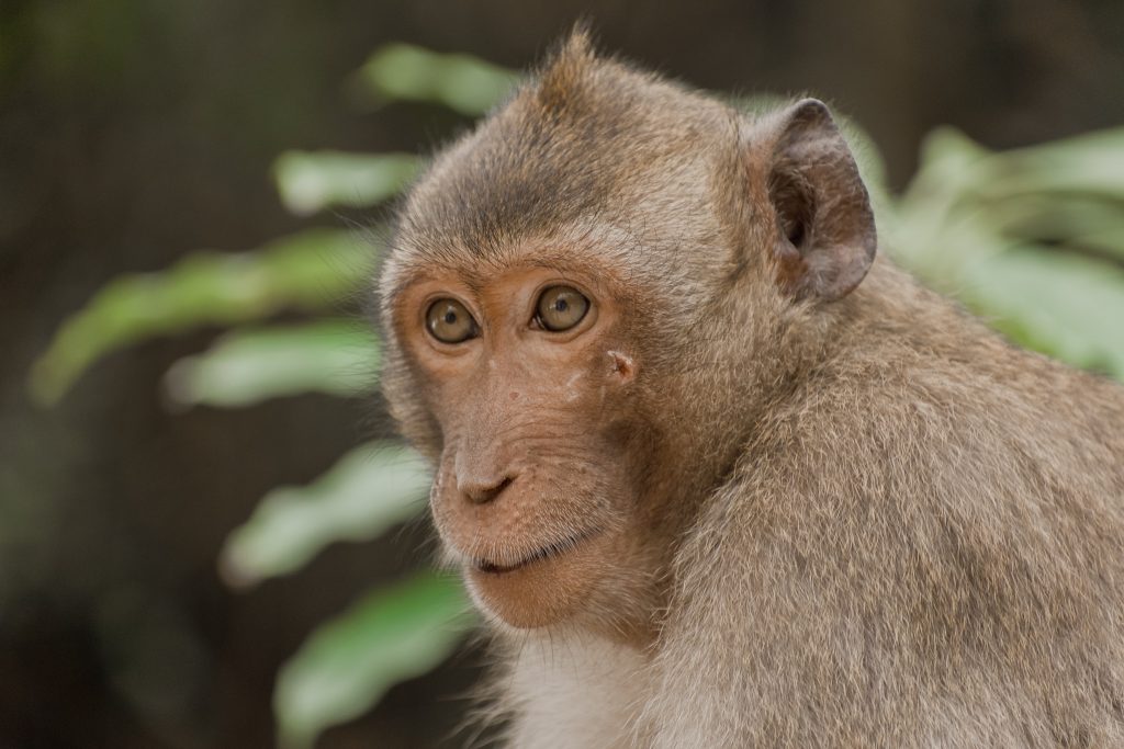 Photo of Monkey on Monkey Island in Cat Ba, Vietnam by Annie Miller