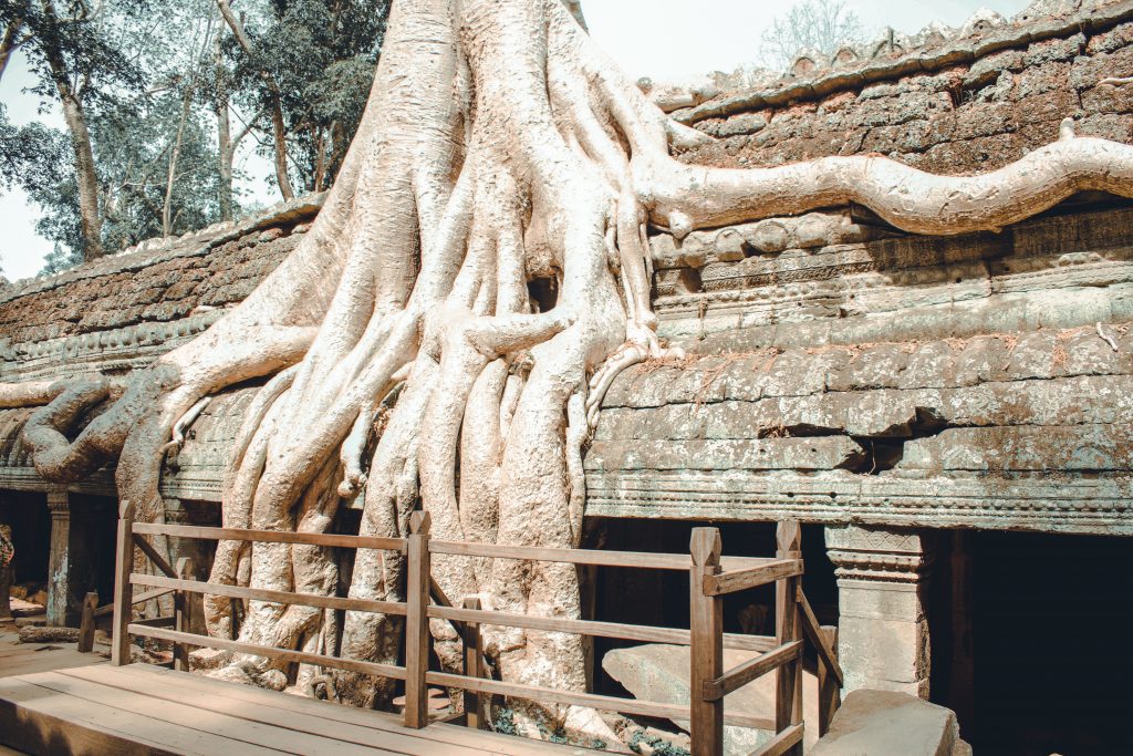 tree roots on Preah Khan -  Siem Reap, Cambodia Photo Guide