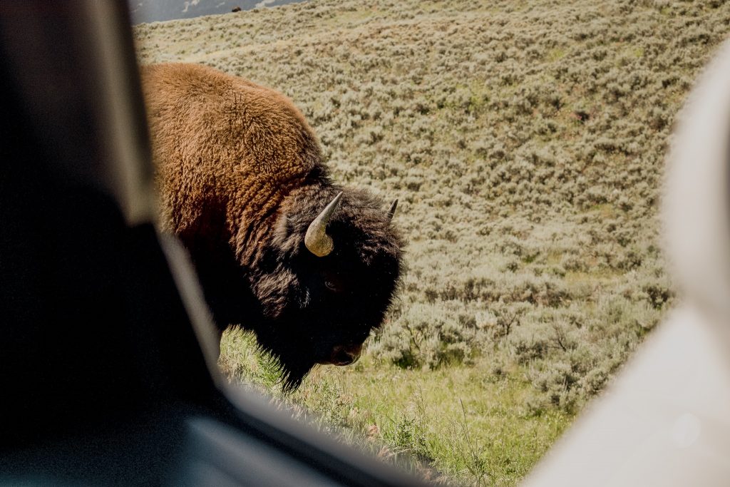 Bison up close at Yellowstone - national Parks tour