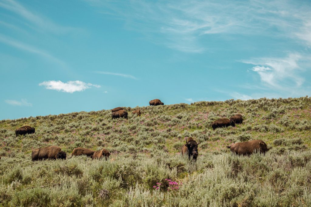 Group of bison roaming at Yellowstone - National Parks Tour