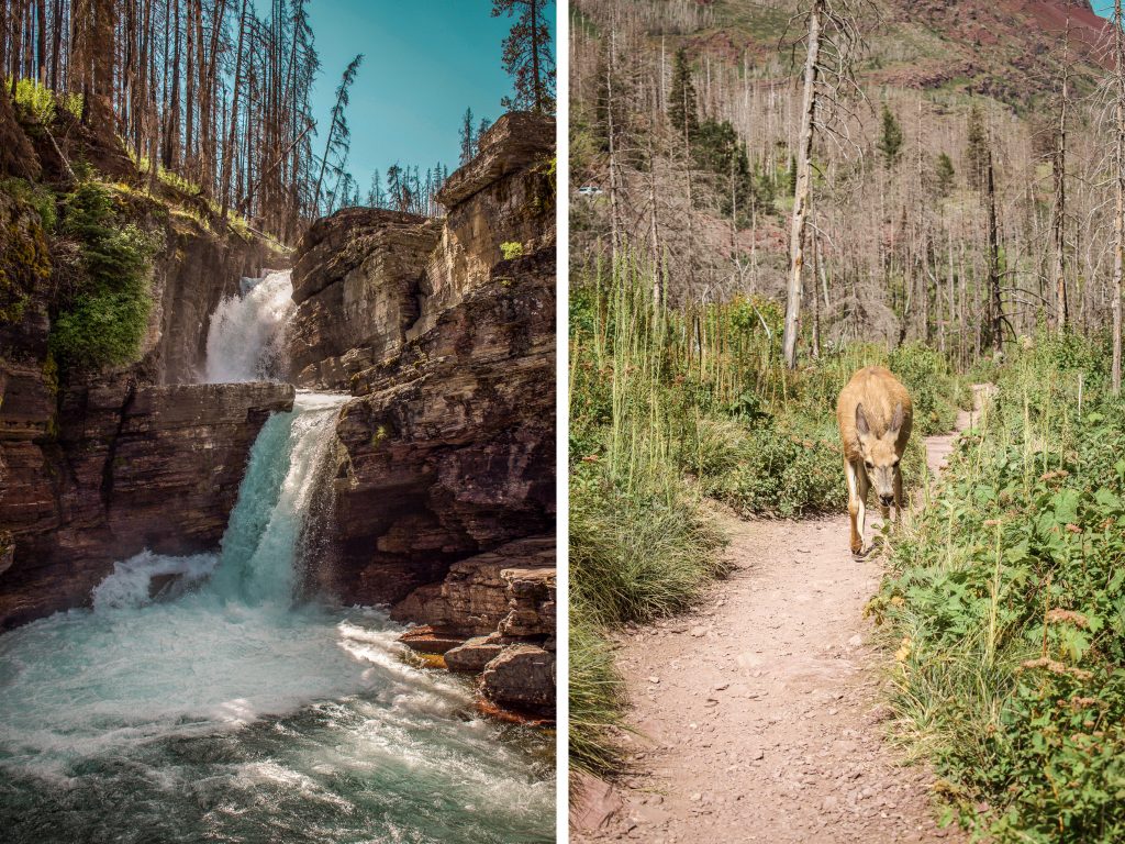 Waterfall and wildlife in Glacier National Park 