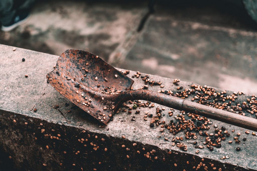 Shovel with coffee beans on tour with Annie Miller
