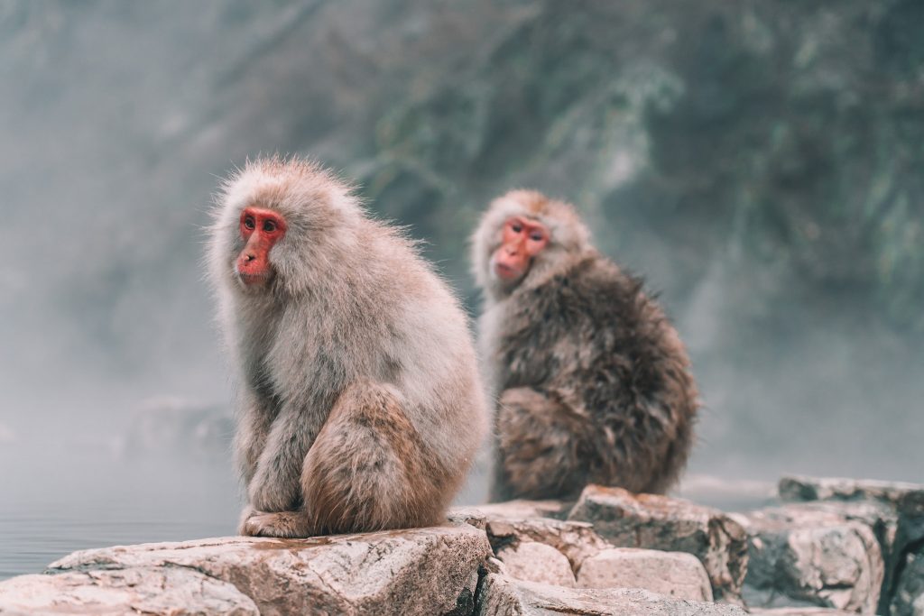 Monkeys in Japan by Annie Miller