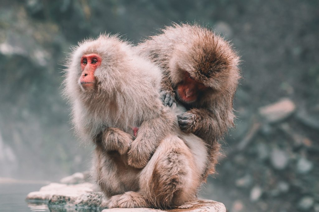 Snow Monkey Park in Japan by Annie MIller