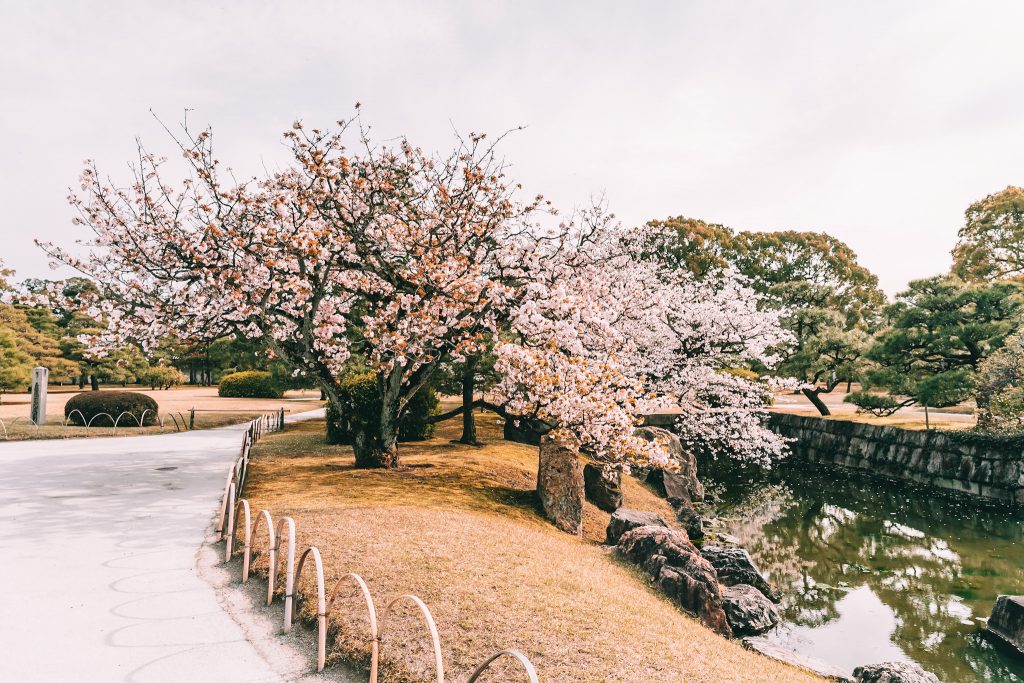beautiful grounds of Nijo Castle in Kyoto 