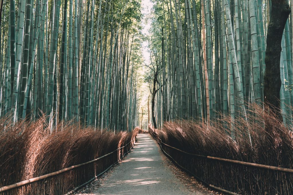 walking path through the bamboo 