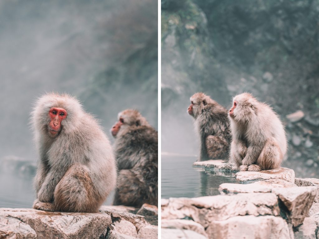 the monkeys staying warm by the hot springs by Annie Miller