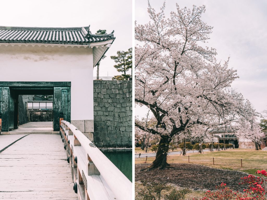 Cherry blossoms outside Nijo Castle by Annie Miller