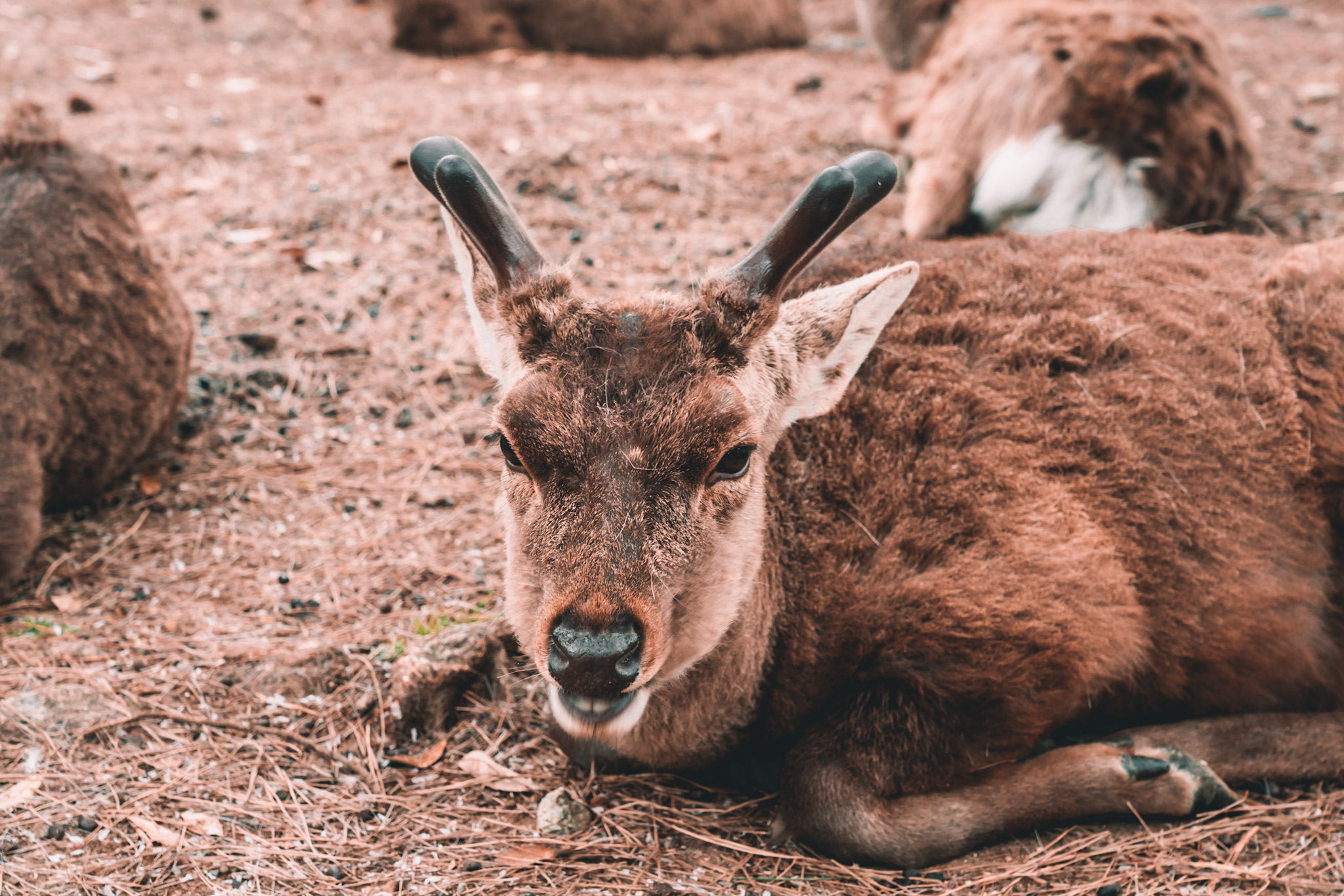 Bowing deer in Nara, Japan by Annie Miller