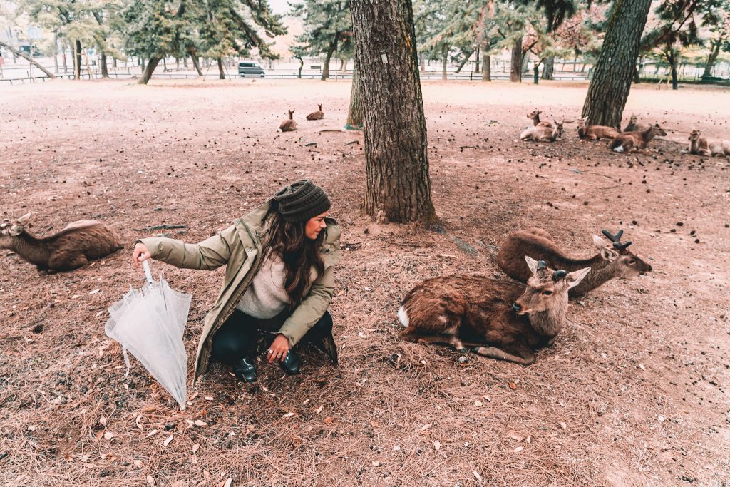 Annie miller with bowing deer in Nara, Japan