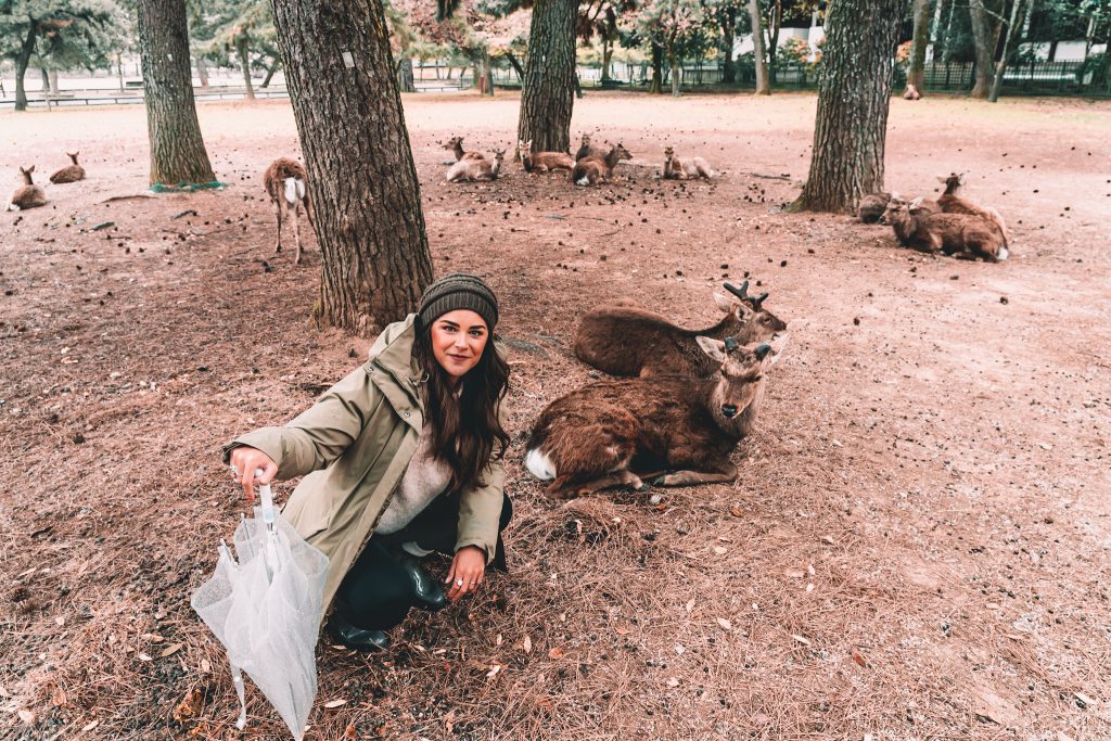 Annie visiting bowing deer in Nara, Japan