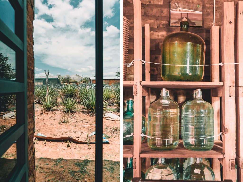 process of making mezcal with Annie MIller