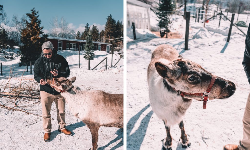 Nate feeding a reindeer