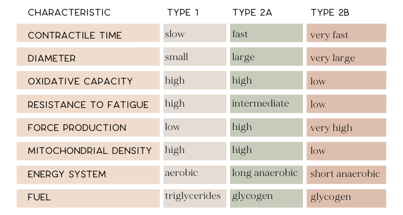 Different muscle fiber types and their characteristics with Annie Miller